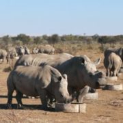 Semi-intensive rhino breeding operation in South Africa