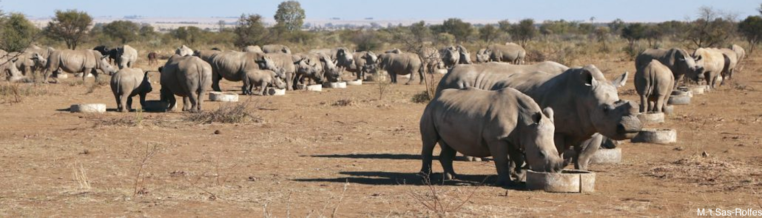 Rhino breeding