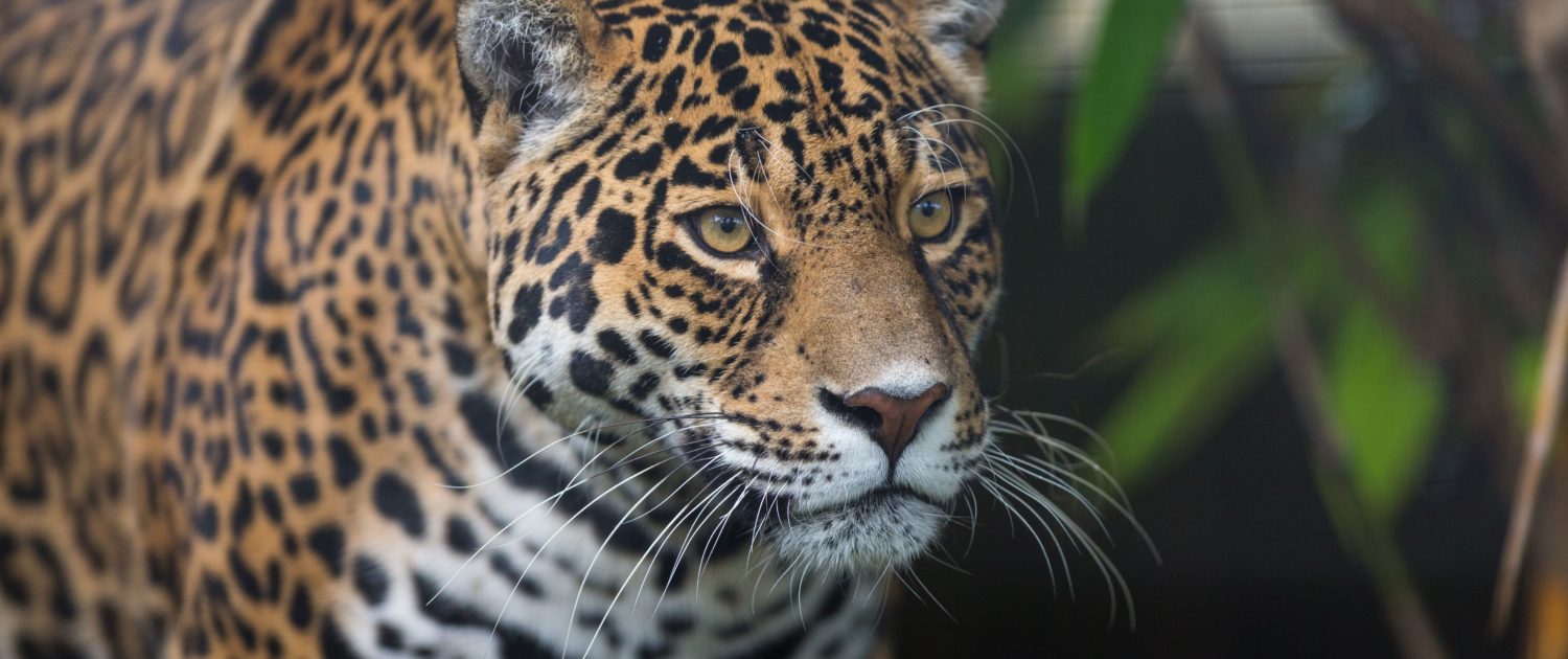 Jaguars in the media: what we know and do not know about illegal jaguar  trade - Oxford Martin Programme on the Wildlife Trade