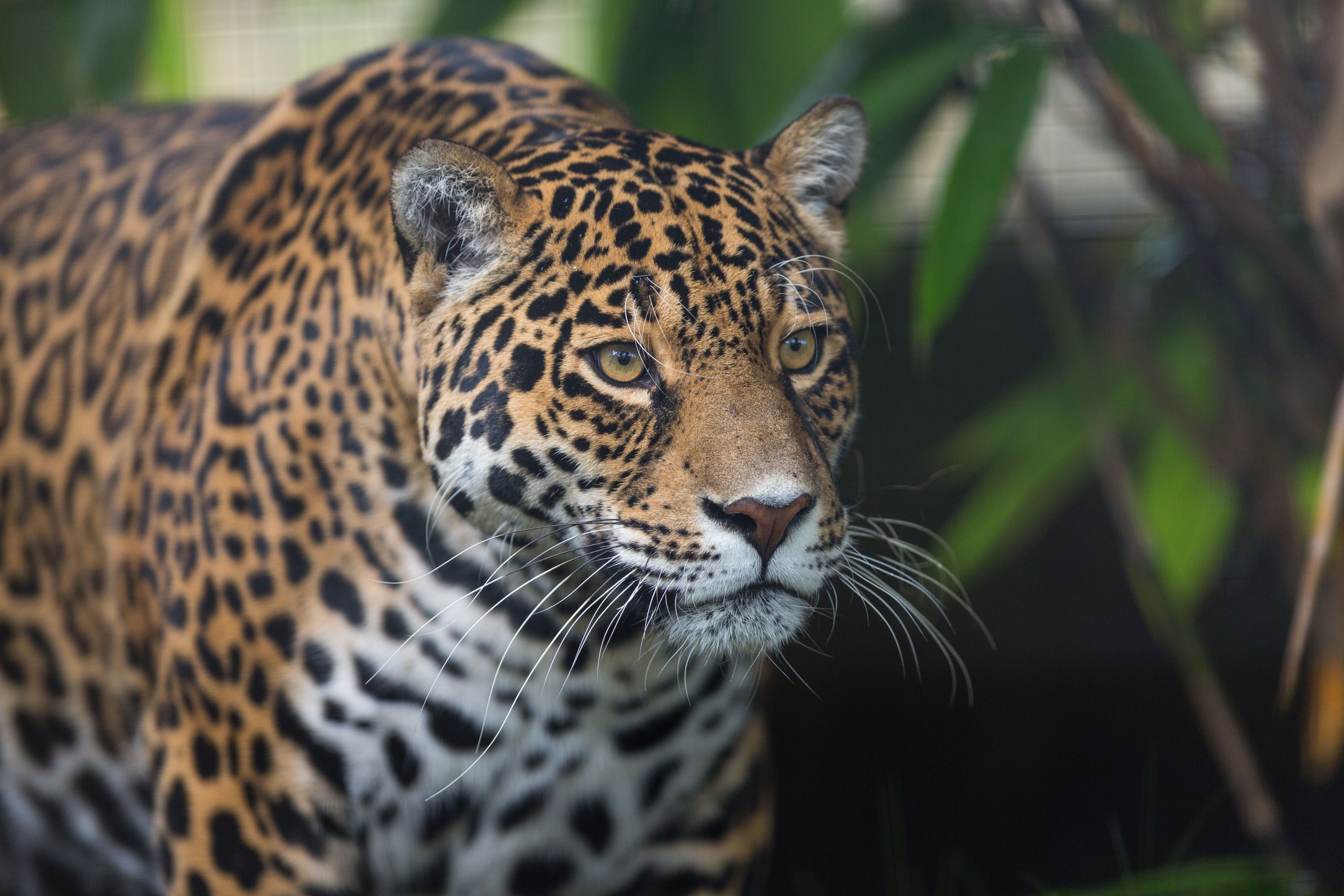 Jaguars in the media: what we know and do not know about illegal jaguar  trade - Oxford Martin Programme on the Wildlife Trade