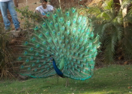Indian Peacock