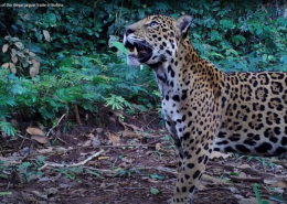Jaguar. Credit: Melissa Arias