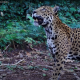 Jaguar. Credit: Melissa Arias